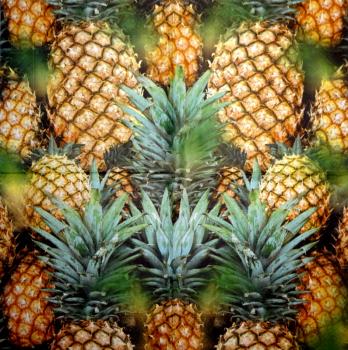 TF-006 Tropical Fruits - 3-ply